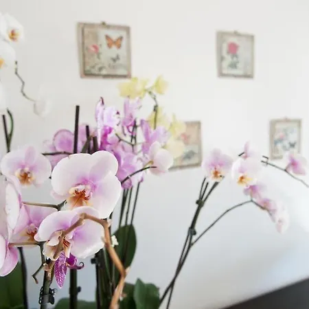 Mimi לינה וארוחת בוקר